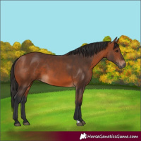 Horse Color:Bay 
