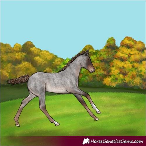 Horse Color:Liver Red Roan 