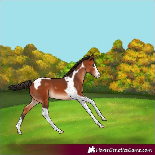 Horse Color:Bay Tobiano 