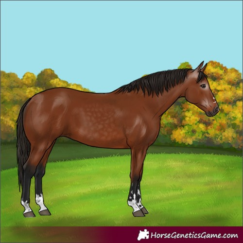 Horse Color:Gray Bay 