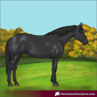 Horse Color:Black 