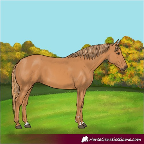 Horse Color:Chestnut 