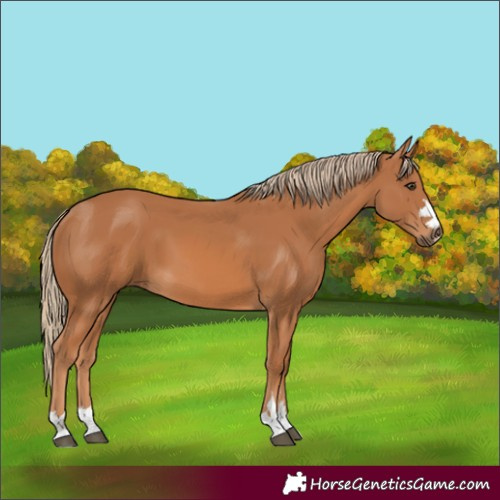 Horse Color:Chestnut 