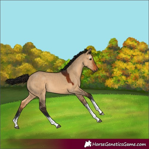 Horse Color:Gray White Spotted Bay Dun 