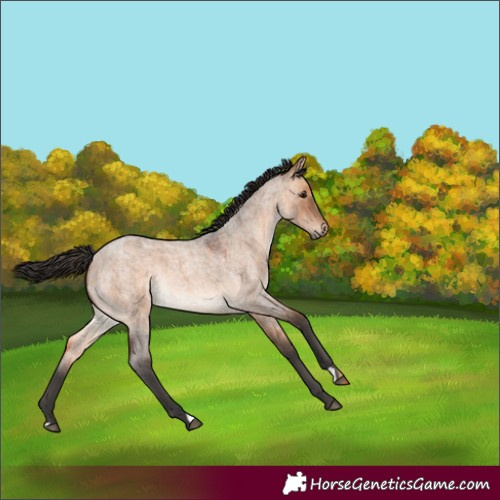 Horse Color:Bay Roan Dun 