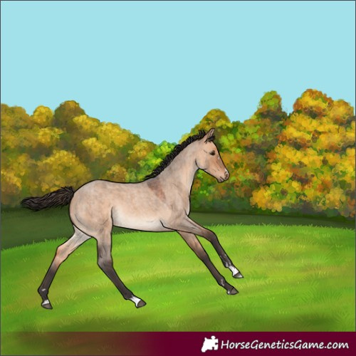 Horse Color:Bay Roan Dun 