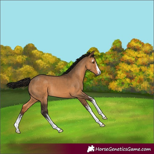 Horse Color:Gray White Spotted Bay Dun 