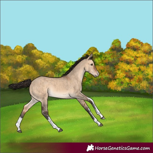 Horse Color:White Spotted Bay Dun 