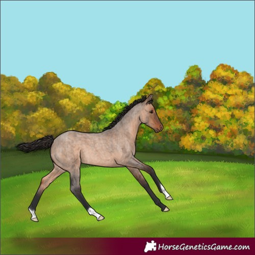Horse Color:Bay Roan Dun 
