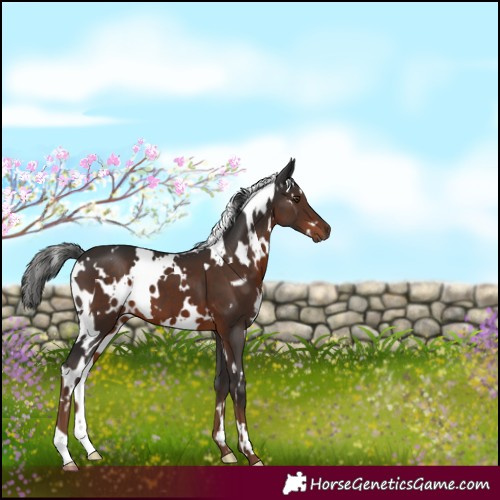 Horse Color:White Spotted Liver Chestnut 