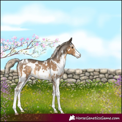 Horse Color:White Spotted Chocolate Palomino Mushroom Sabino 