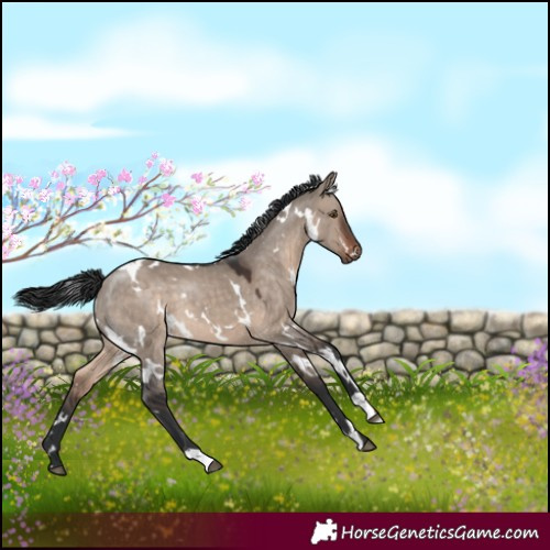 Horse Color:White Spotted Brown Dun Mushroom 