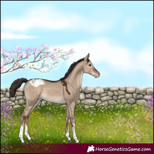 Horse Color:White Spotted Liver Red Dun Appaloosa 