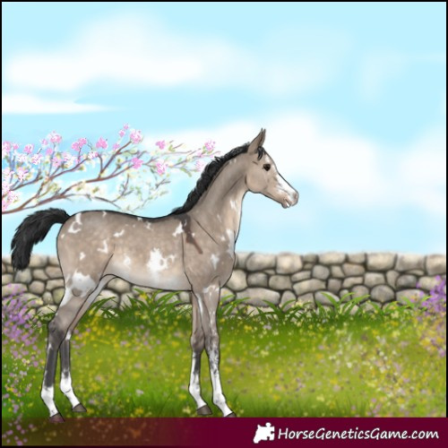Horse Color:White Spotted Brown Dun Sabino 