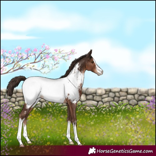 Horse Color:White Spotted Liver Chestnut Appaloosa 