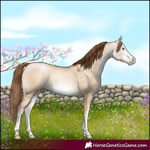 Horse Color:Gray White Spotted Gold Champagne Pearl Dun Rabicano 