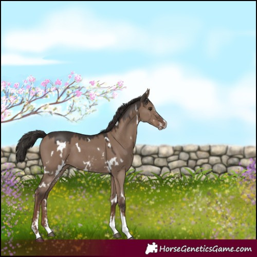 Horse Color:White Spotted Liver Red Dun Sabino 