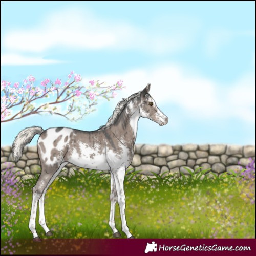 Horse Color:White Spotted Liver Red Dun Mushroom Sabino Blanket Brindle 