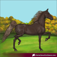 Horse Color:Liver Chestnut 