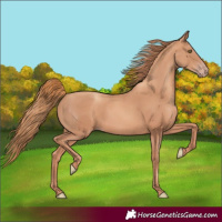 Horse Color:Gold Champagne