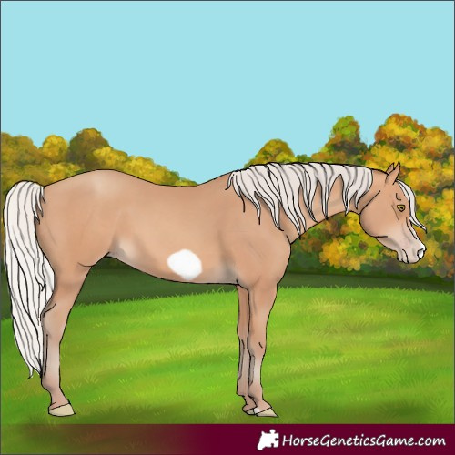 Horse Color:Silver Amber Champagne Frame