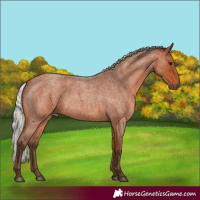 Horse Color:Silver Bay Roan Rabicano 