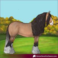 Horse Color:Unknown 
