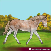 Horse Color:White Spotted Chestnut 
