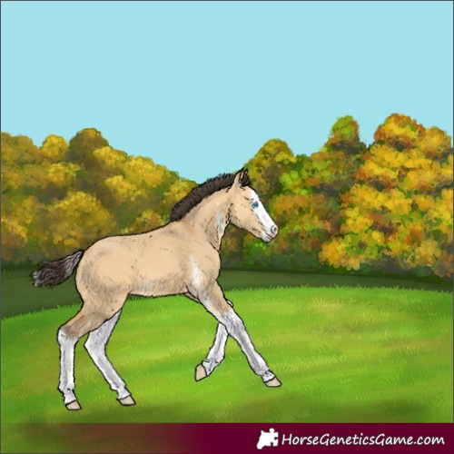 Horse Color:Buckskin Dun Sabino Splash 