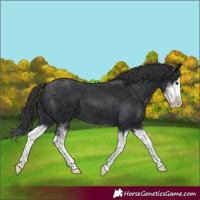Horse Color:Black Sabino Splash 