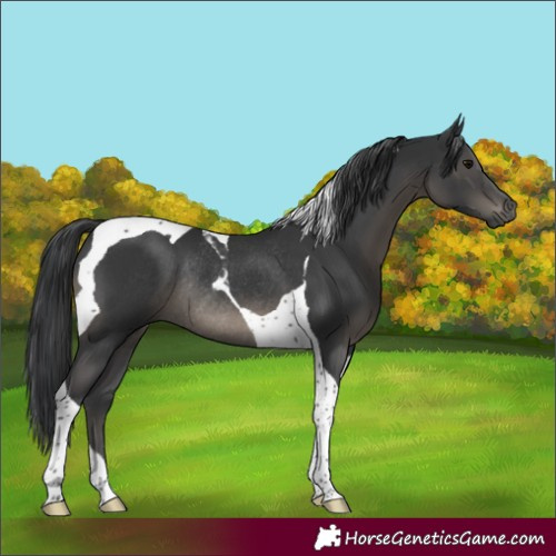 Horse Color:Black Tobiano Rabicano 