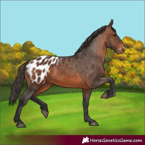 Horse Color:Brown Appaloosa