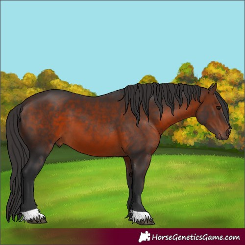 Horse Color:Brown 