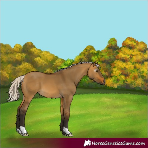 Horse Color:Gray Silver Buckskin Dun 