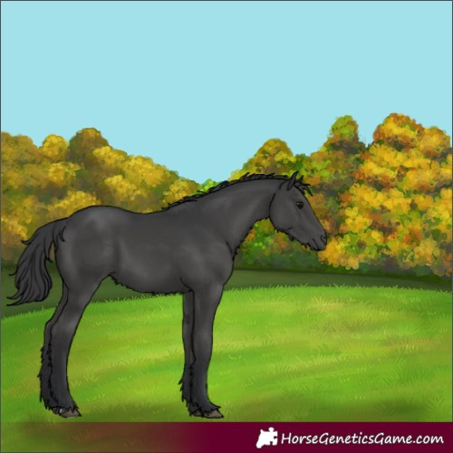 Horse Color:Black 