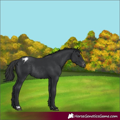 Horse Color:Black Appaloosa Rabicano 