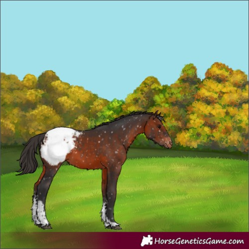 Horse Color:White Spotted Brown Snowcap 