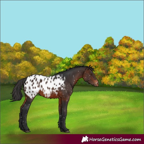 Horse Color:White Spotted Brown Appaloosa 
