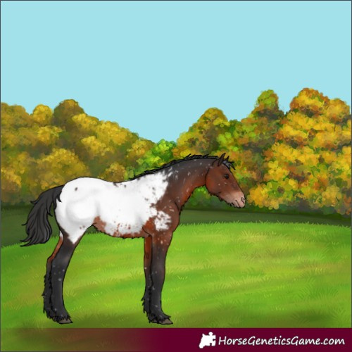 Horse Color:White Spotted Brown Snowcap 