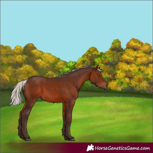 Horse Color:White Spotted Silver Brown 