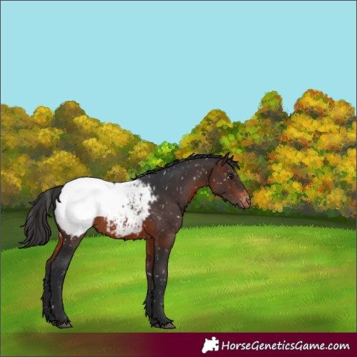 Horse Color:Brown Appaloosa 