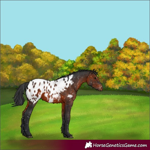 Horse Color:Brown Appaloosa 
