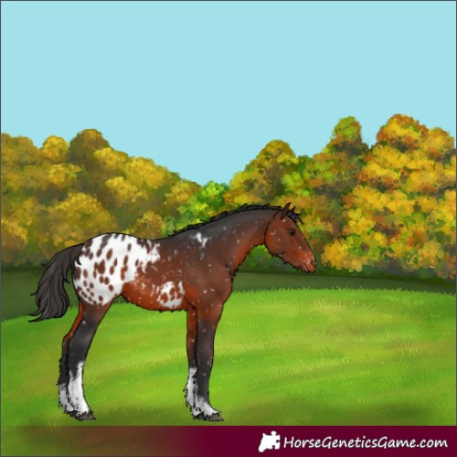 Horse Color:White Spotted Brown Appaloosa 