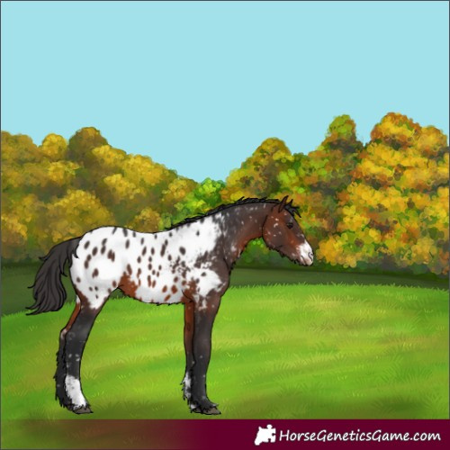 Horse Color:Brown Sabino Blanket 