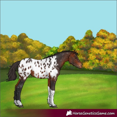 Horse Color:Bay Tobiano Appaloosa 