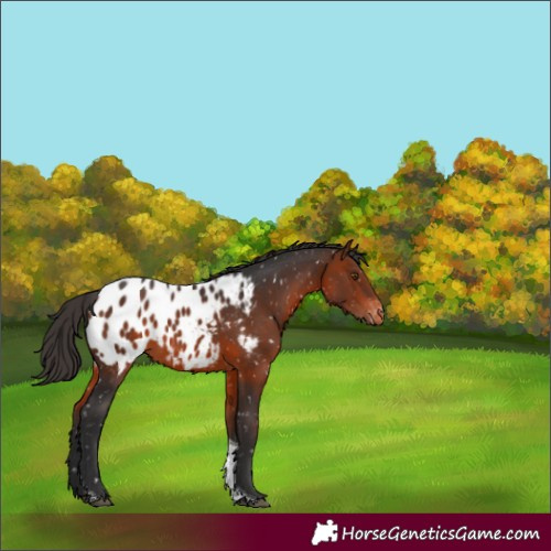 Horse Color:Bay Tobiano Appaloosa 