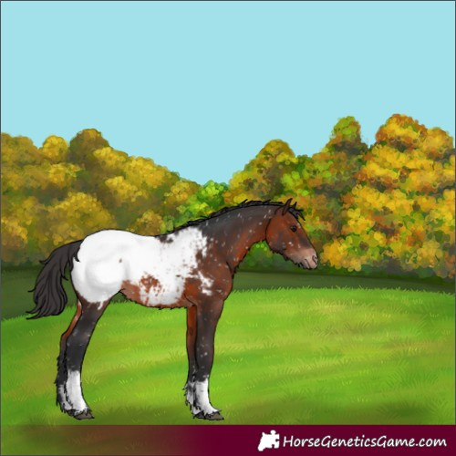 Horse Color:White Spotted Brown Appaloosa 