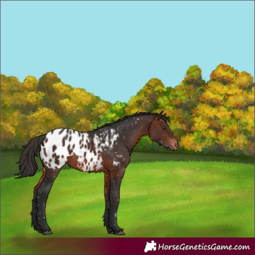 Horse Color:Brown Appaloosa 