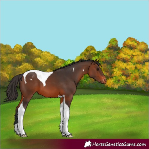 Horse Color:Brown Tobiano Varnish 