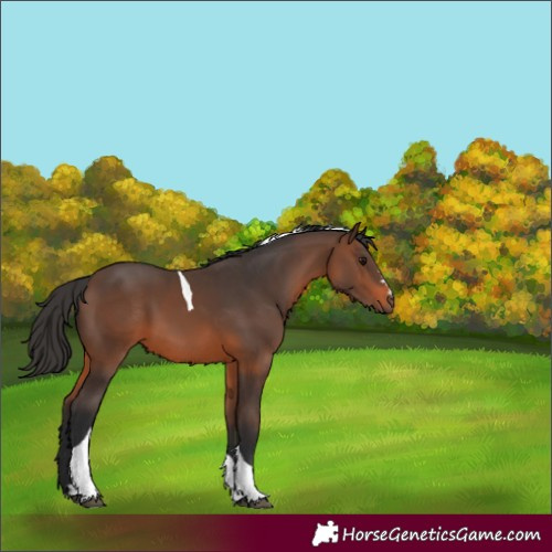 Horse Color:Brown Tobiano 